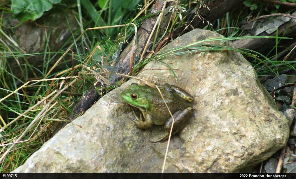 American Bullfrog