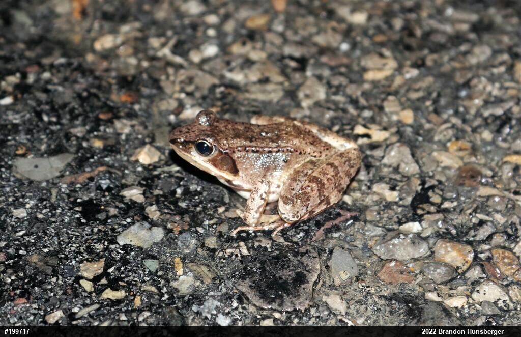 Wood Frog