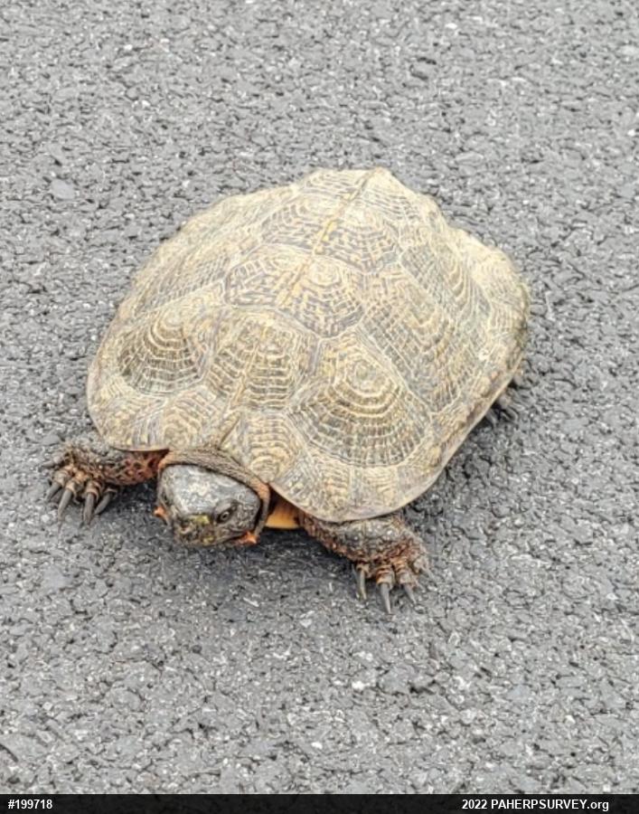 Wood Turtle