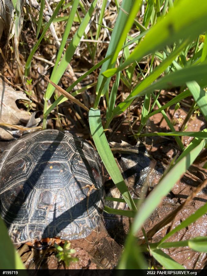 Spotted Turtle
