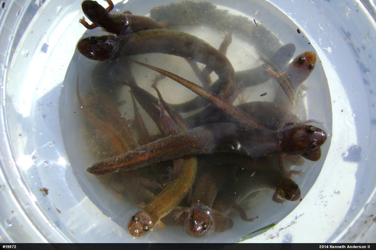 Northern Dusky Salamander