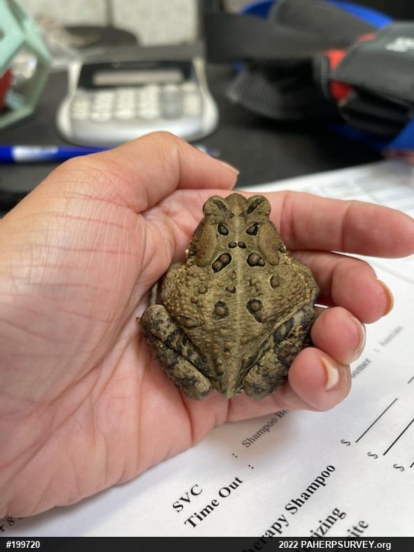 Eastern American Toad