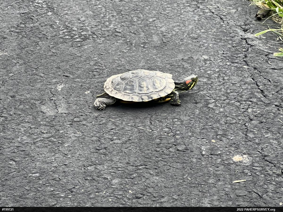 Red-eared Slider