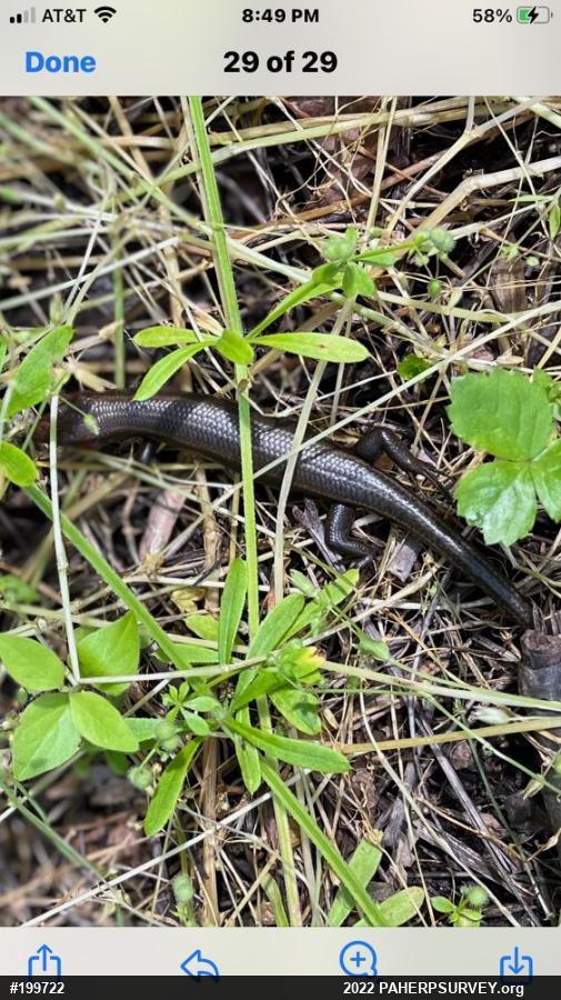 Skinks