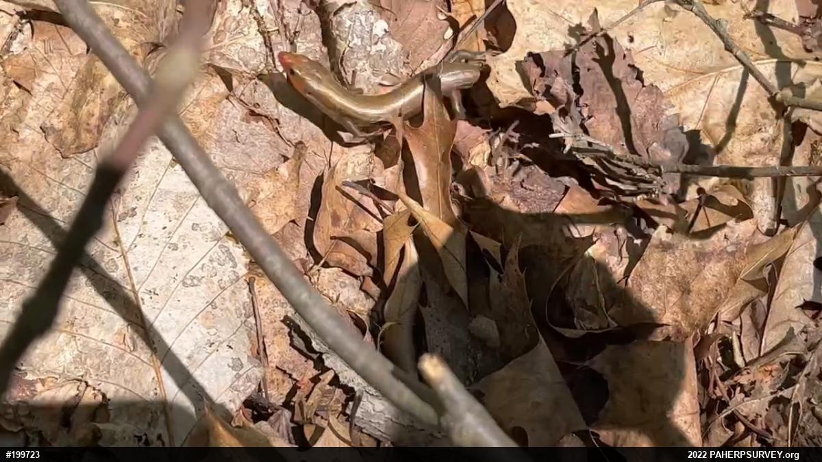 Common Five-lined Skink