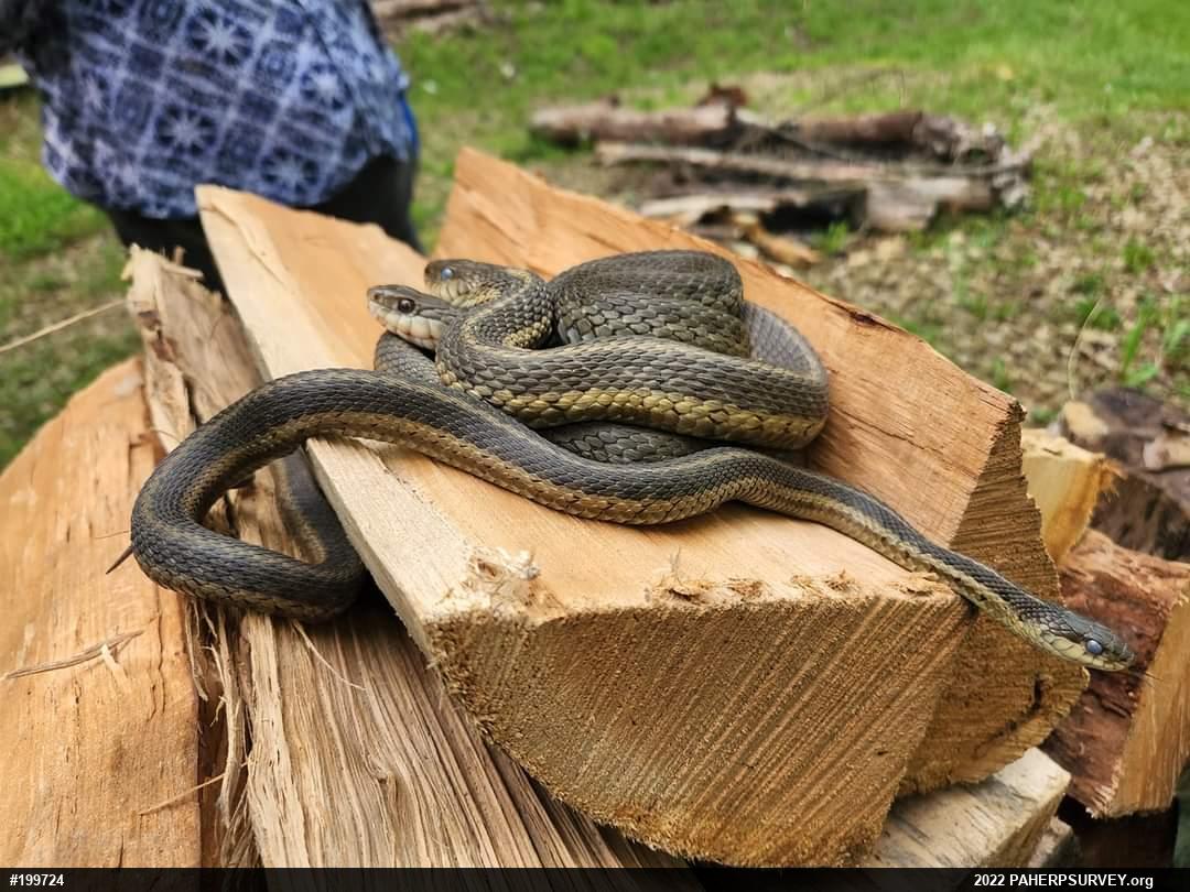 Eastern Gartersnake