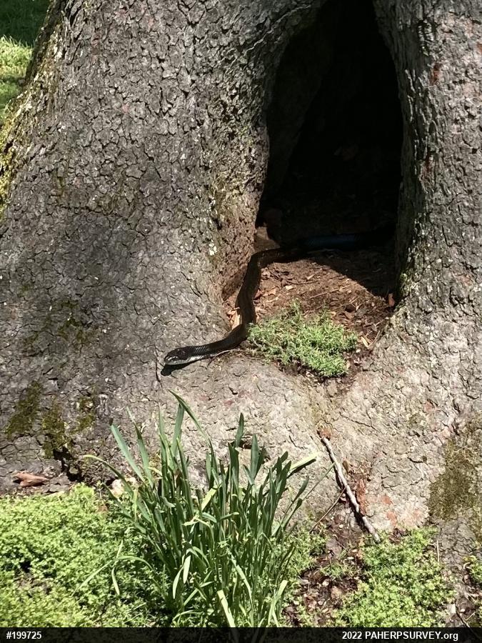 Eastern Ratsnake