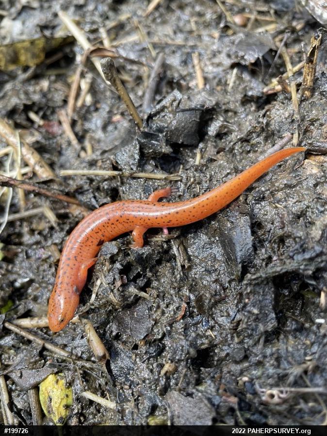 Northern Red Salamander