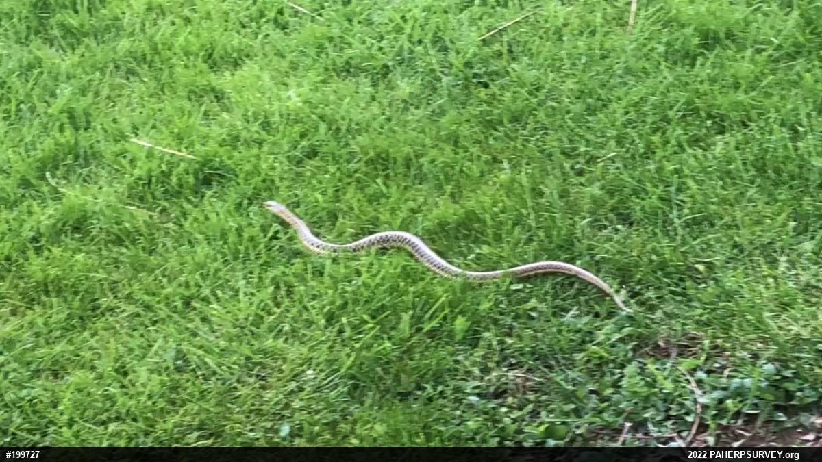 Eastern Gartersnake