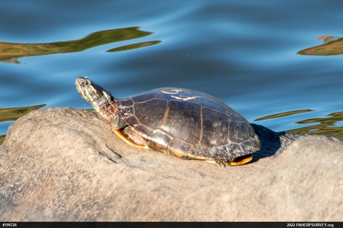 Painted Turtle