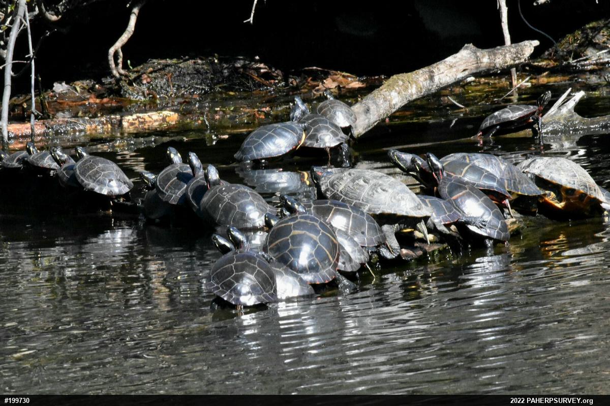 Red-eared Slider