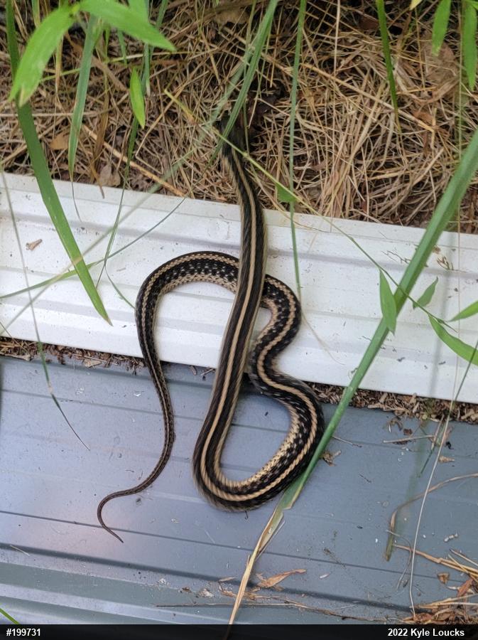 Eastern Gartersnake