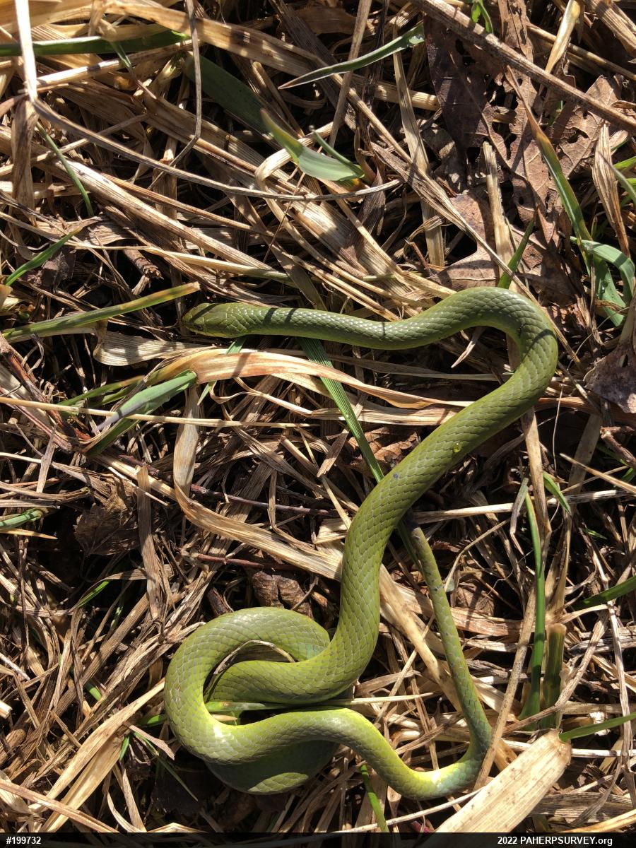 Smooth Greensnake