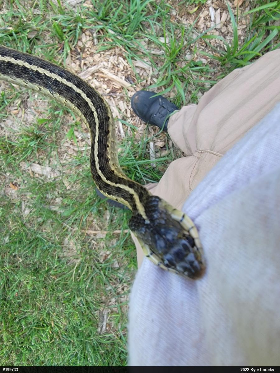 Eastern Gartersnake