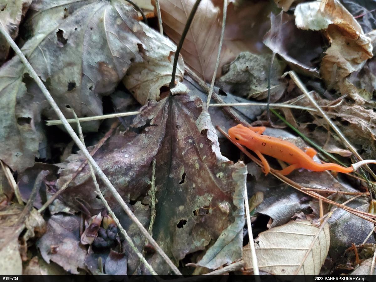 Red-spotted Newt