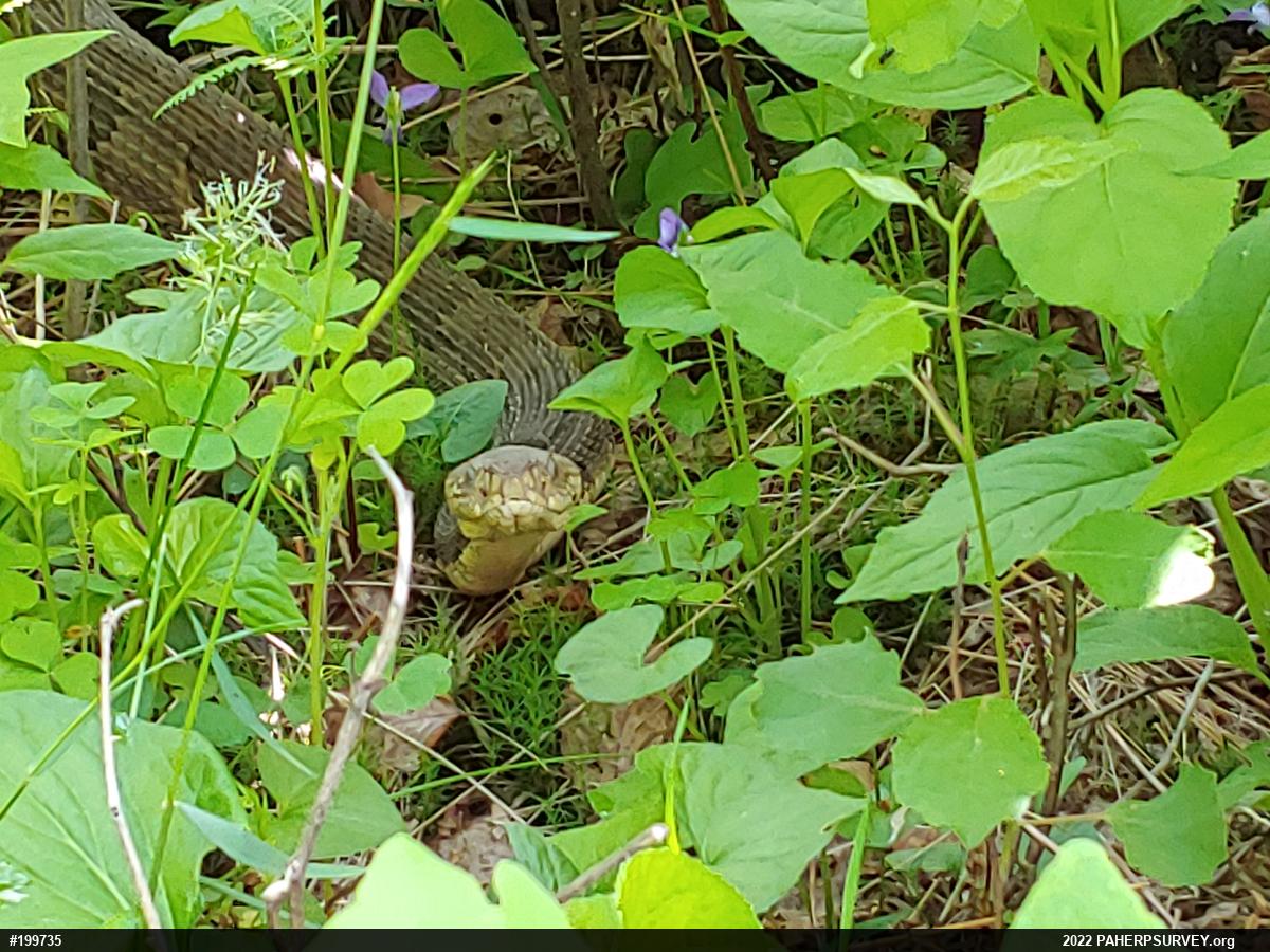 Timber Rattlesnake