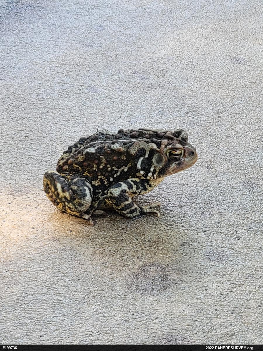 Eastern American Toad