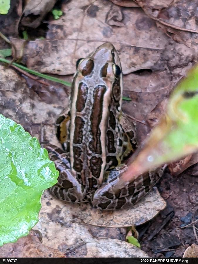 Pickerel Frog