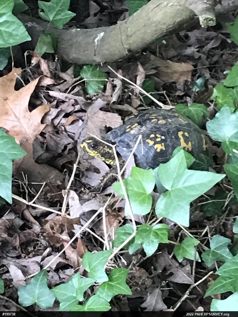 Eastern Box Turtle