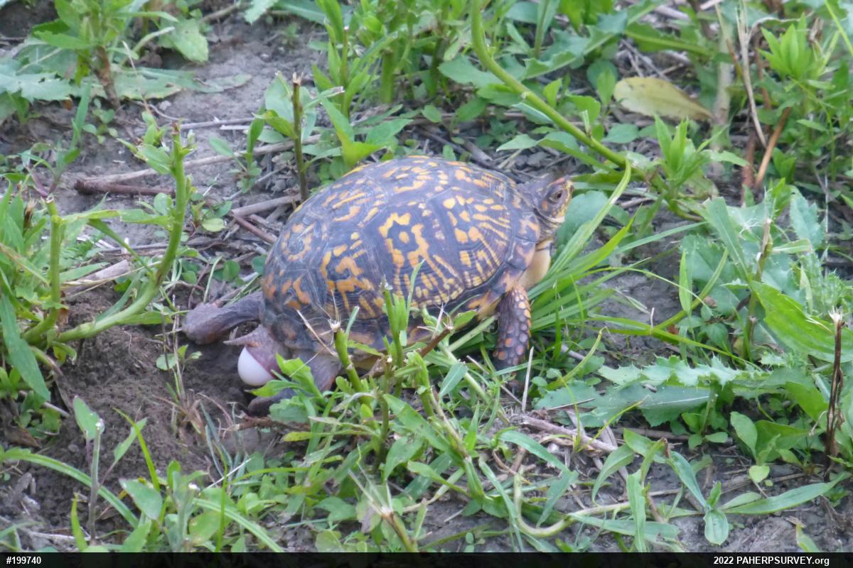 Eastern Box Turtle