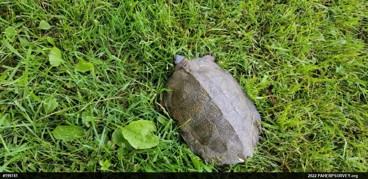 Wood Turtle