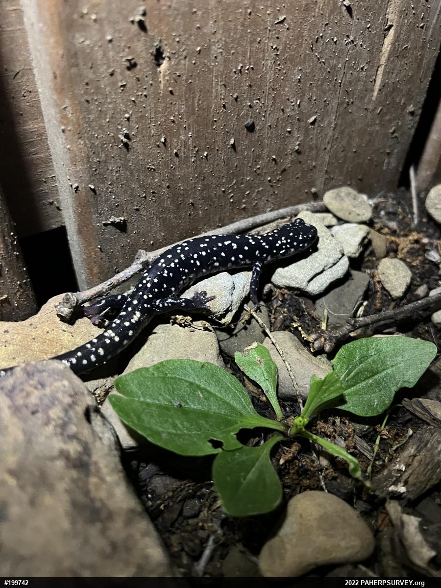 Northern Slimy Salamander