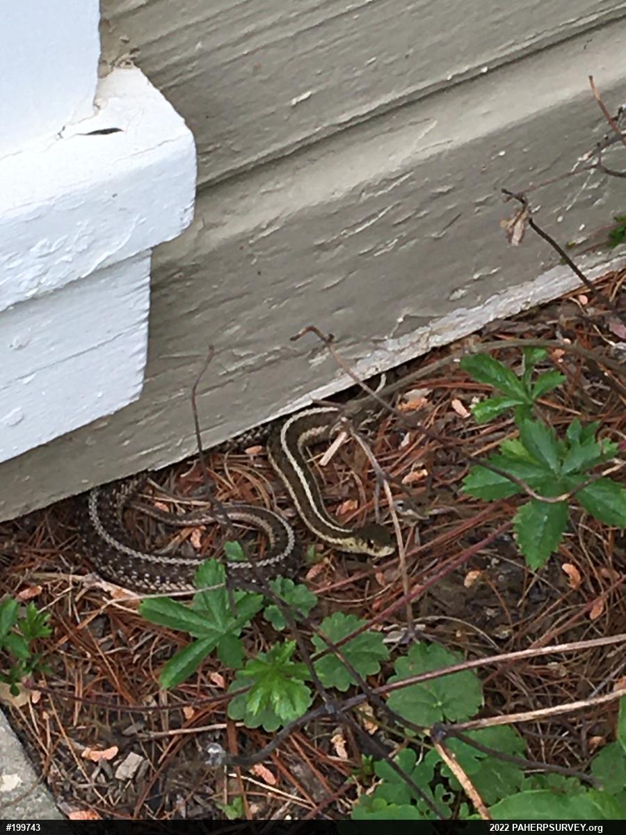 Eastern Gartersnake
