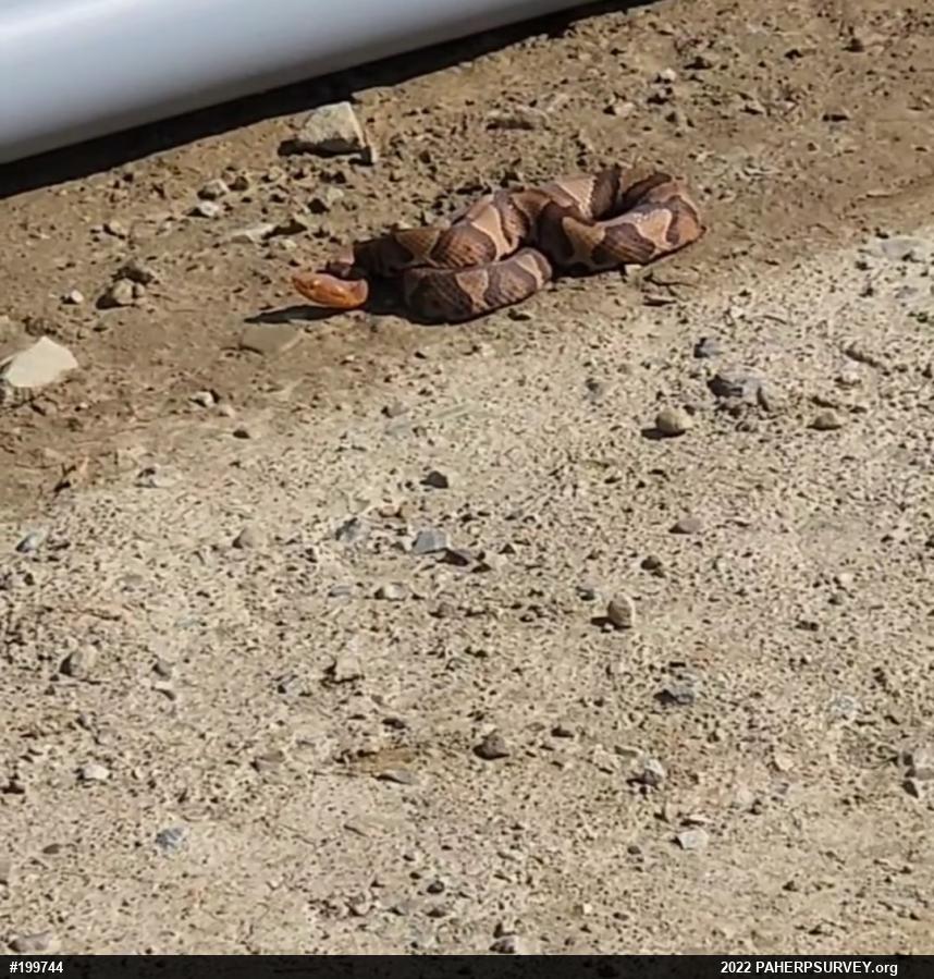 Northern Copperhead