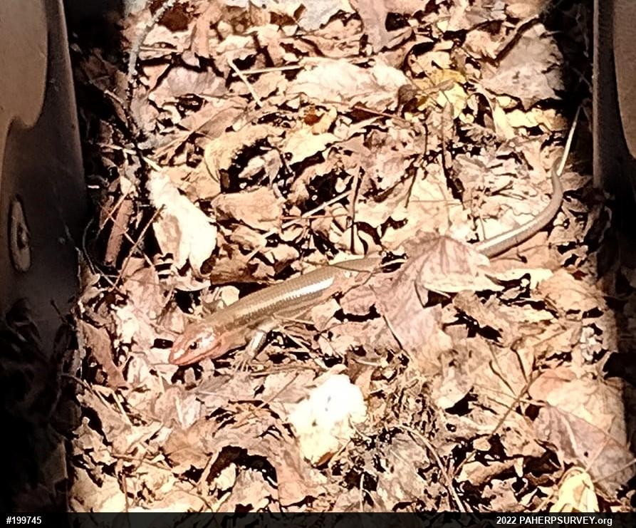Broad-headed Skink