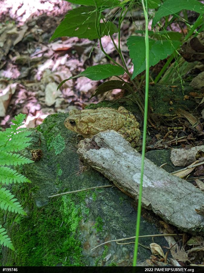 Eastern American Toad