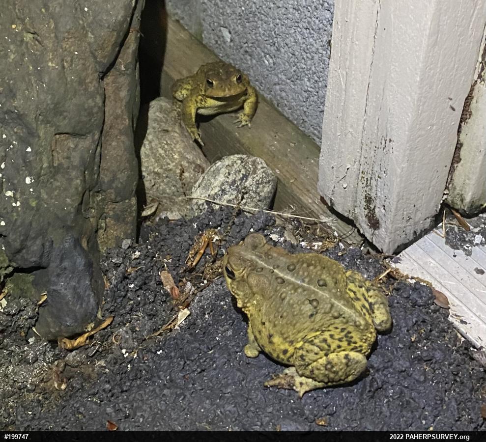 Eastern American Toad