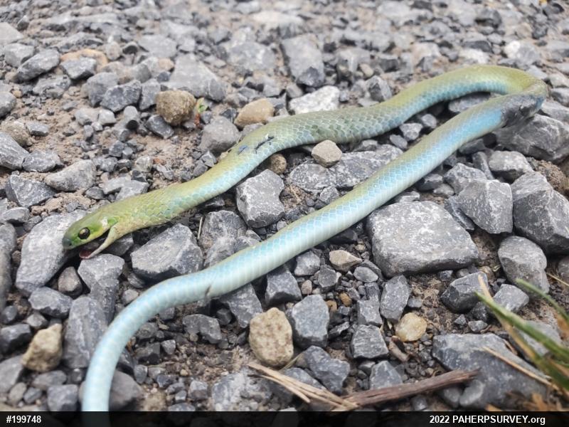 Smooth Greensnake