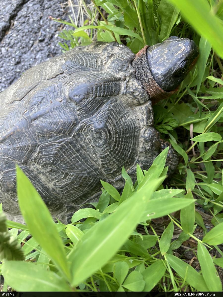 Wood Turtle