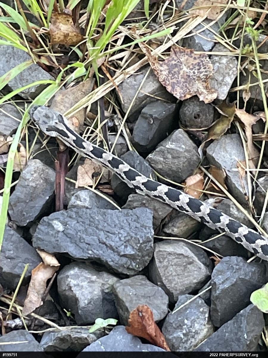 Eastern Ratsnake