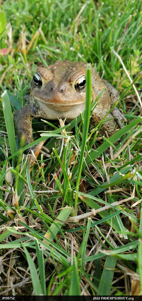 Eastern American Toad