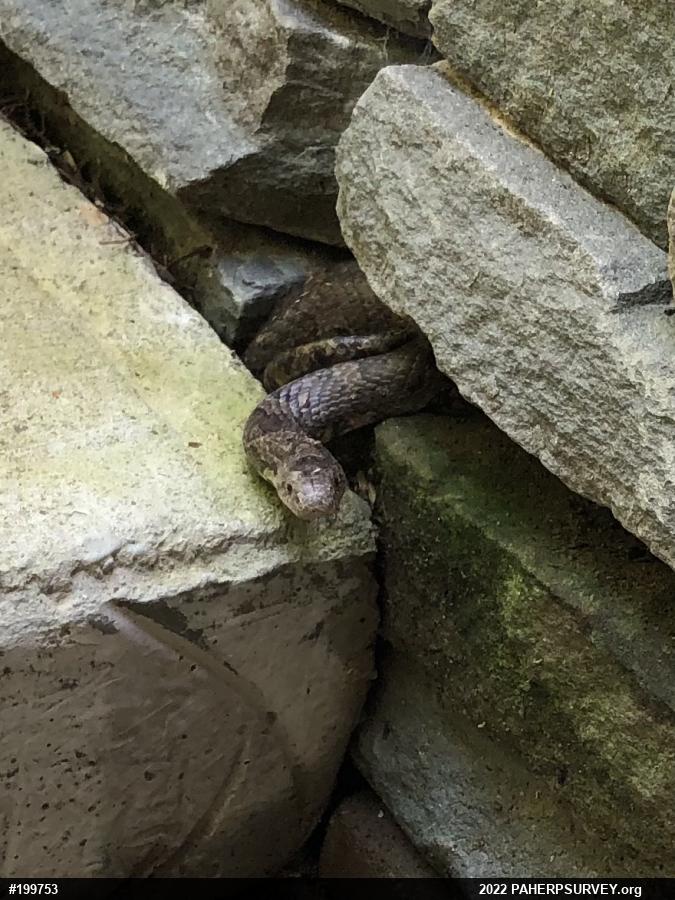Eastern Milksnake
