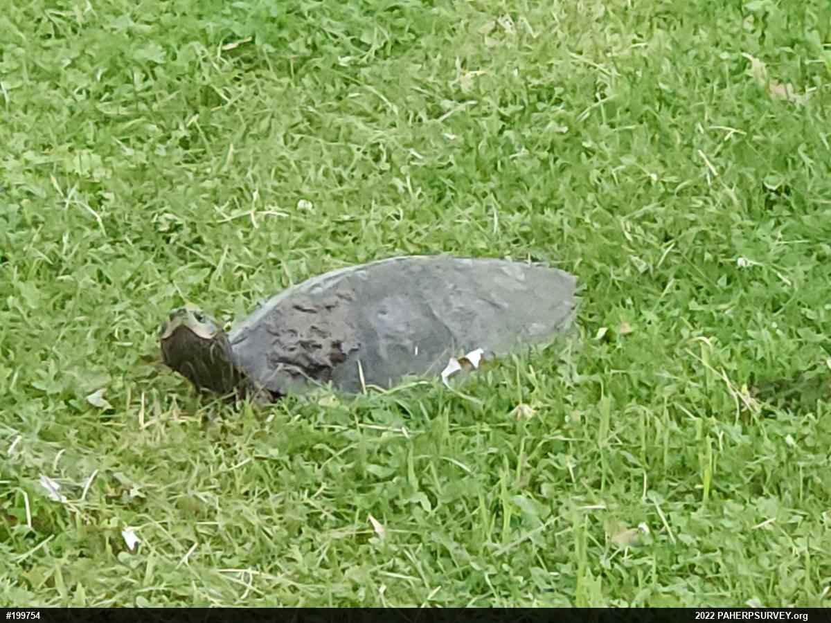 Northern Map Turtle