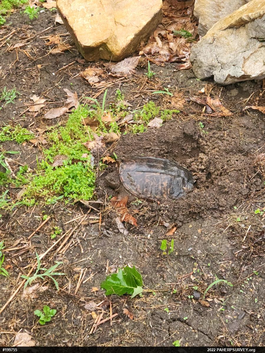 Snapping Turtle