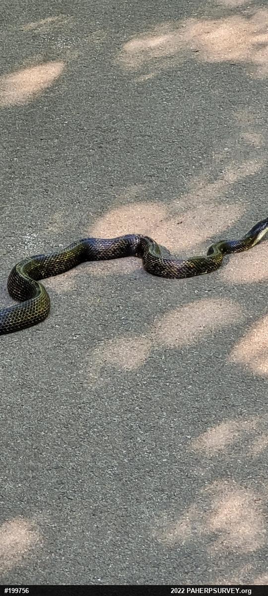 Eastern Ratsnake