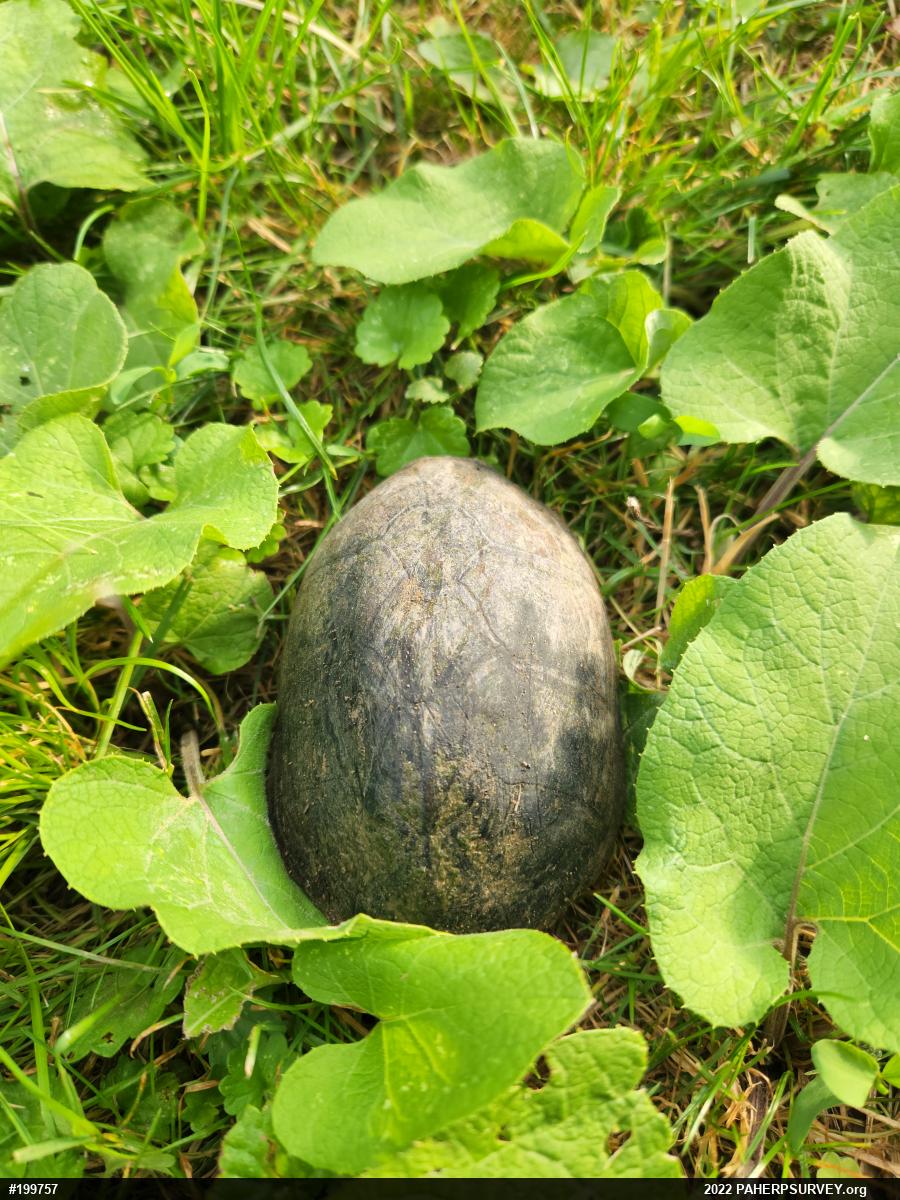 Eastern Musk Turtle