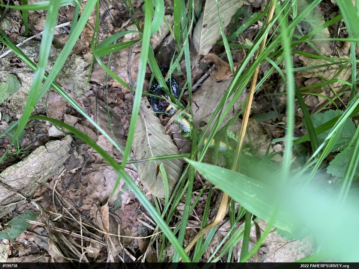 Northern Slimy Salamander