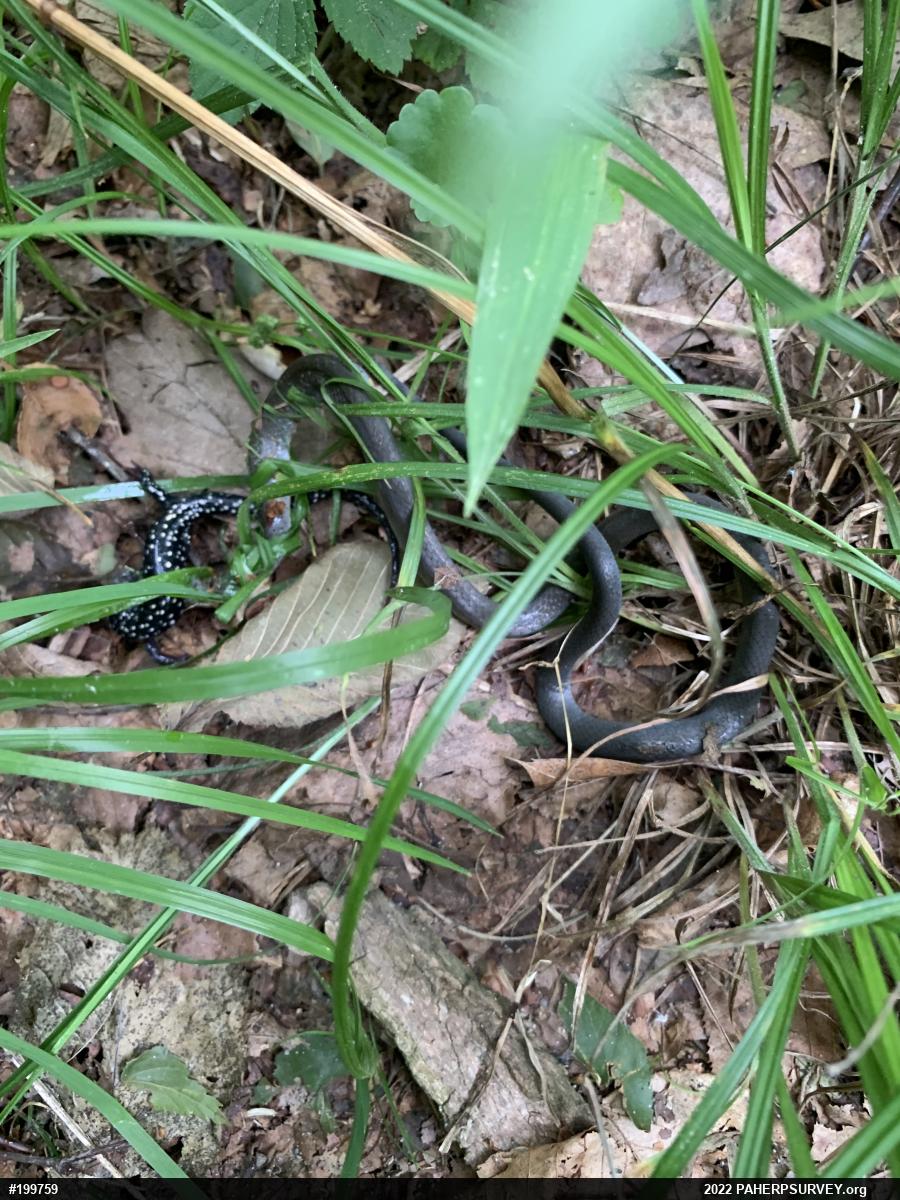 Northern Ring-necked Snake
