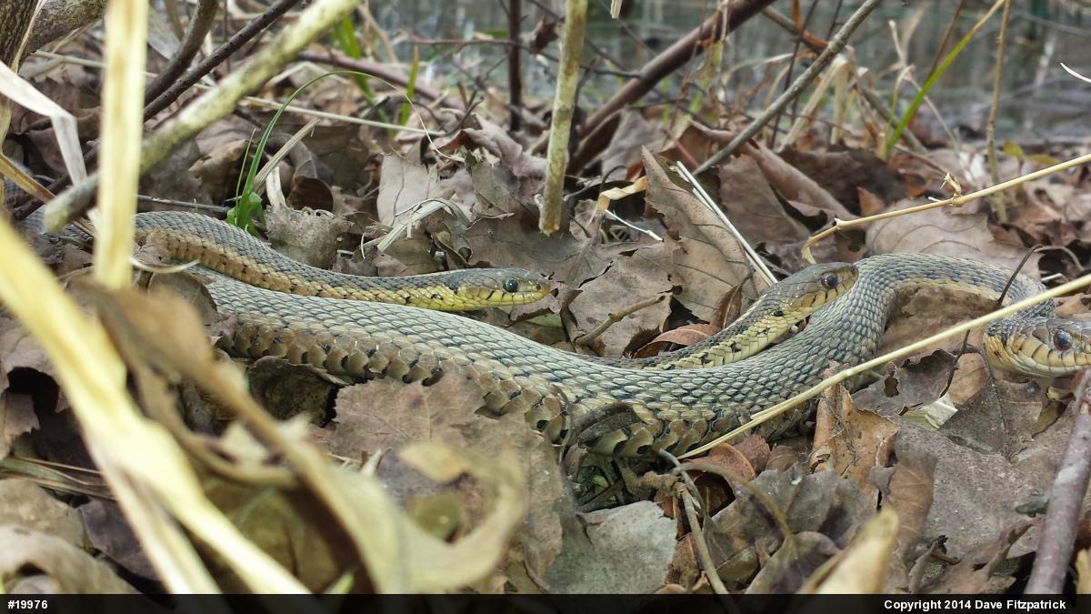 Eastern Gartersnake
