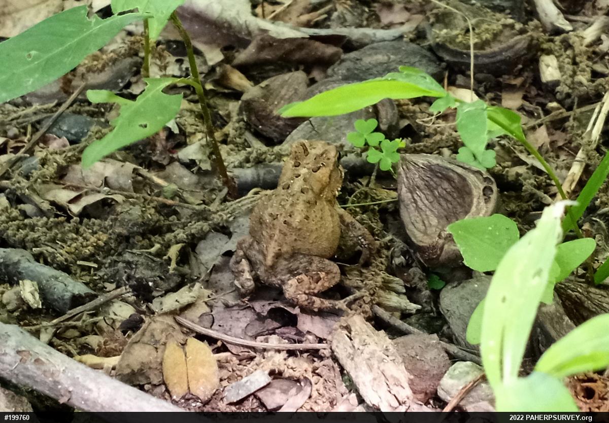 Eastern American Toad