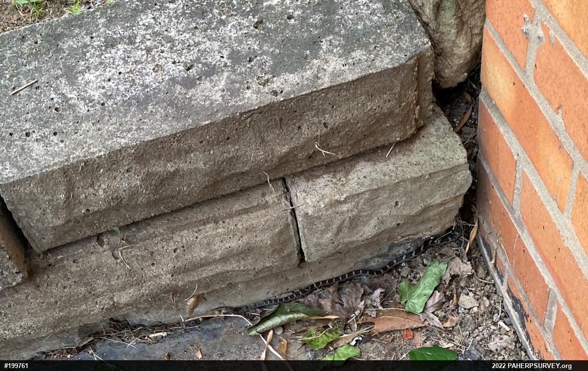 Eastern Ratsnake
