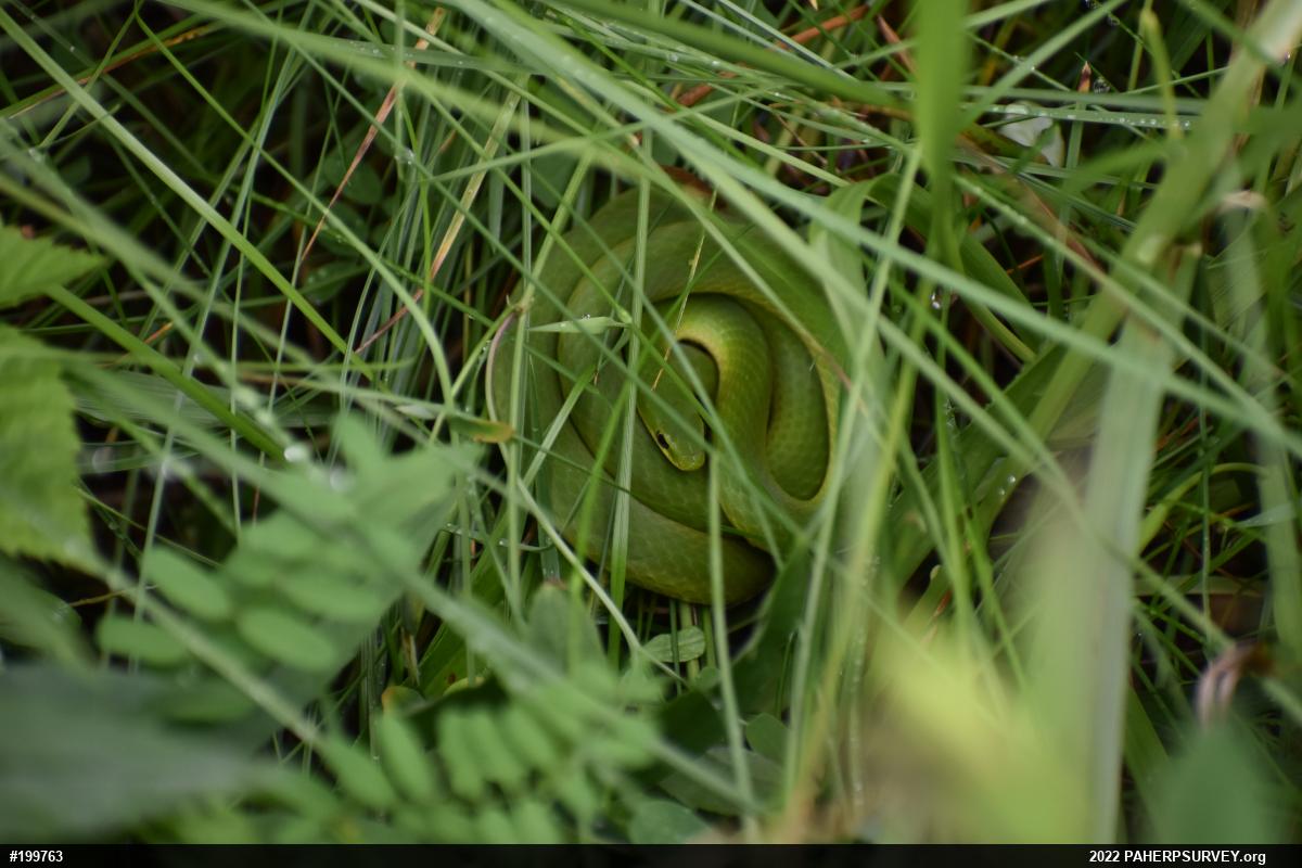 Smooth Greensnake