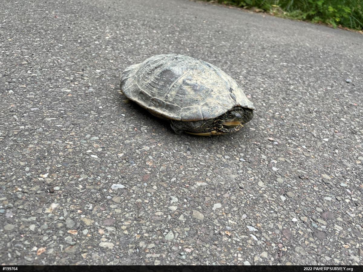 Northern Map Turtle