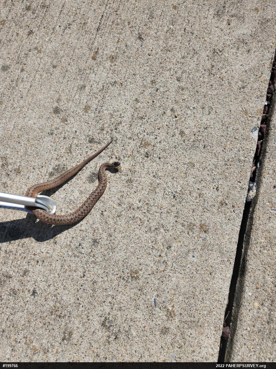 Dekay's Brownsnake