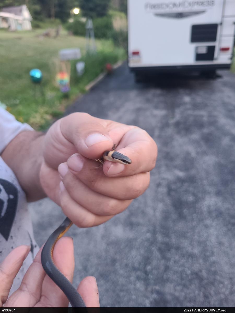 Northern Ring-necked Snake