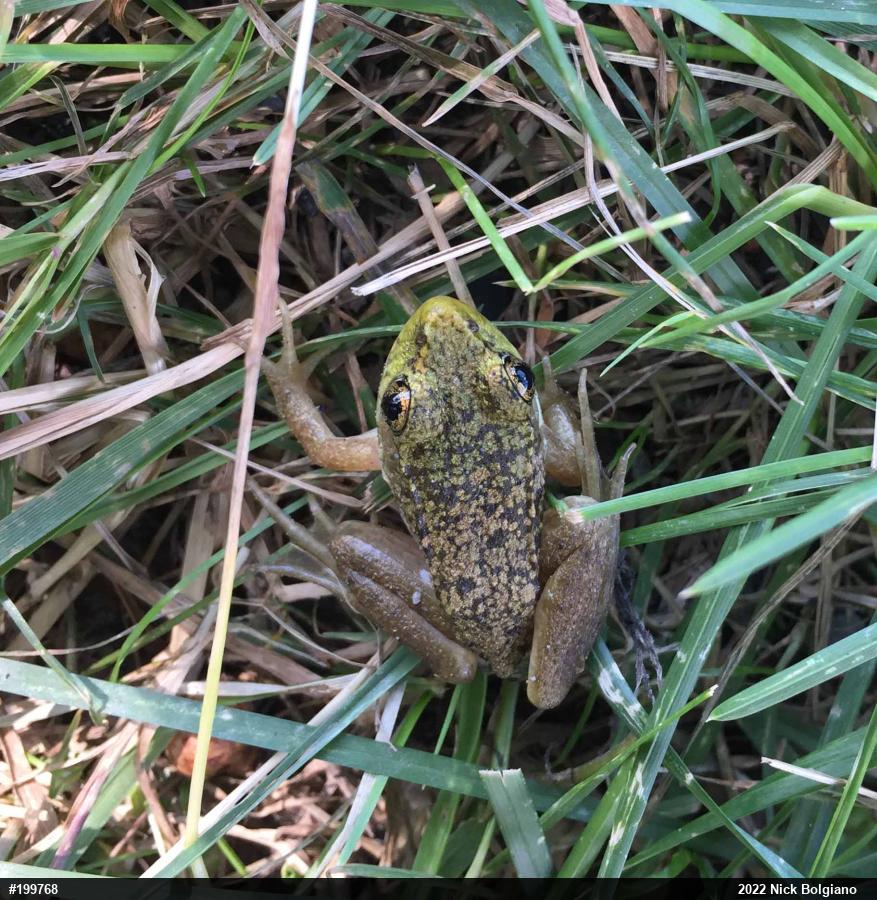 Green Frog